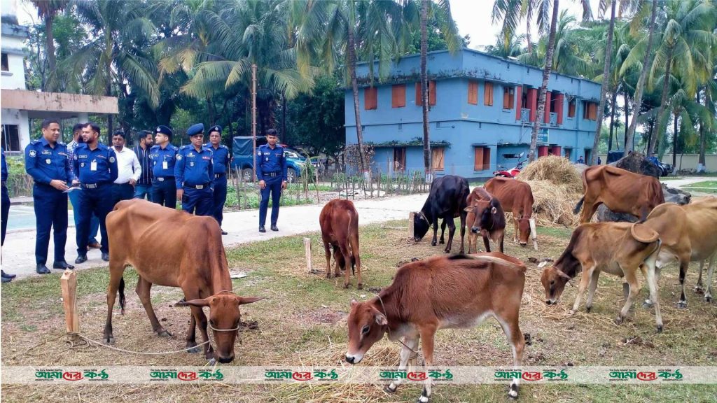 আমতলীতে ১৪ চোরাই গরু উদ্ধার, গরু চোর গ্রেপ্তার!