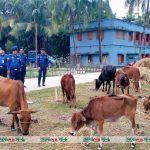 আমতলীতে ১৪ চোরাই গরু উদ্ধার, গরু চোর গ্রেপ্তার!