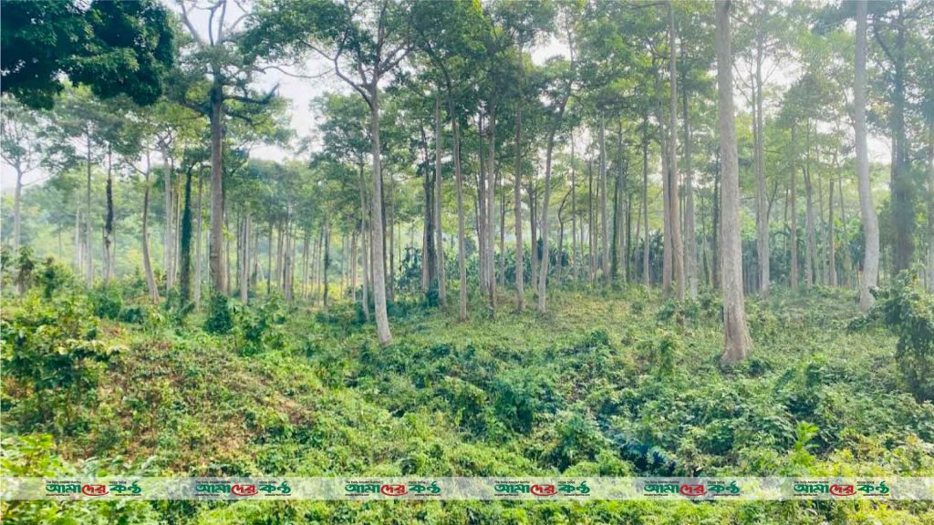 টেকনাফে ৩ বনকর্মী সহ ১৭ জনকে অপহরণ, উদ্ধারে নেমেছে আইনশৃঙ্খলা বাহিনী 