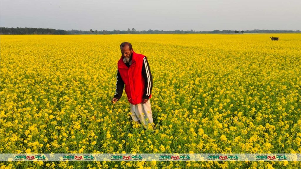 ঝিনাইদহ জেলায় বিস্তীর্ণ মাঠজুড়ে চাষ হচ্ছে উন্নত জাতের সরিষা