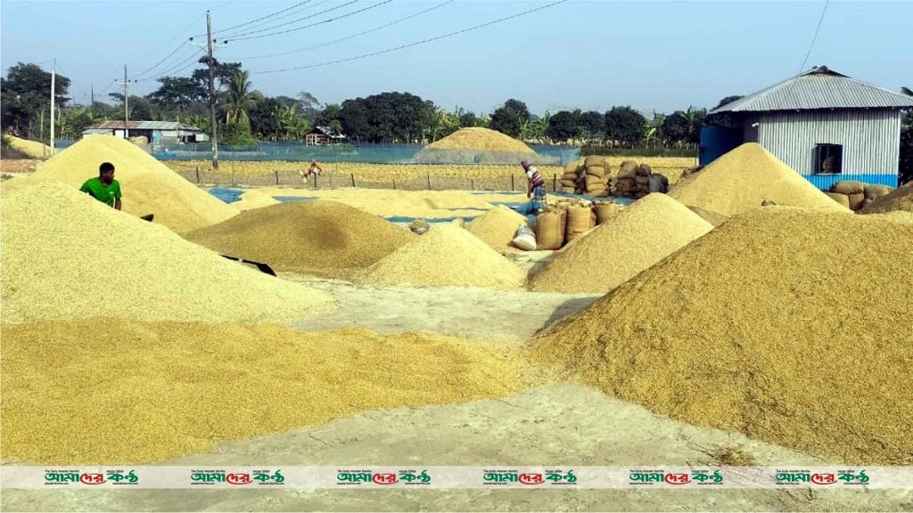 কলাপাড়ার ধান বিক্রিতে দালাল ফড়িয়া সিন্ডিকেটের কাছে জিম্মি কৃষকরা