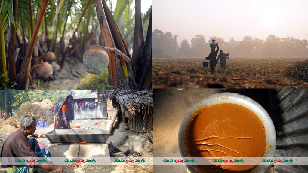 কলাপাড়ায় বাণিজ্যিকভাবে গোল গাছের আবাদ করছেন কৃষকরা  