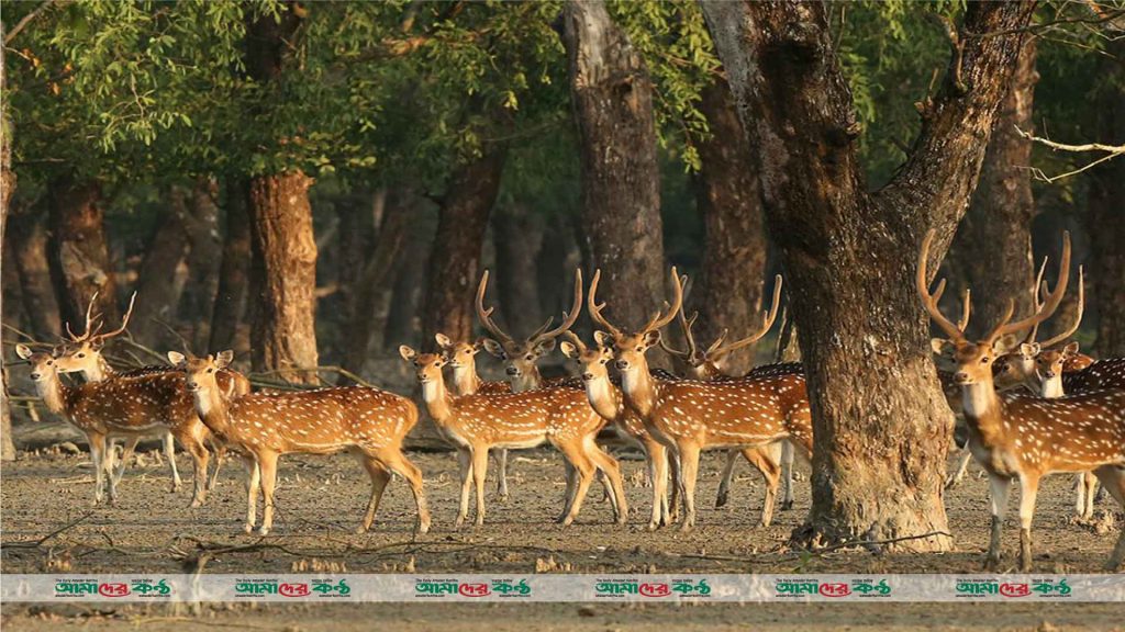 সুন্দরবনে হরিণ শিকারিরা বেপরোয়া হয়ে উঠেছে