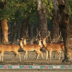 সুন্দরবনে হরিণ শিকারিরা বেপরোয়া হয়ে উঠেছে