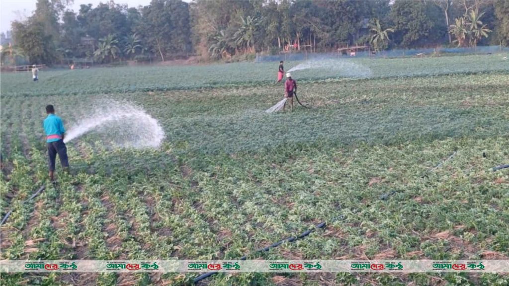 সিরাজদিখানে আলুক্ষেত পরিচর্যায় ব্যস্ত কৃষকরা