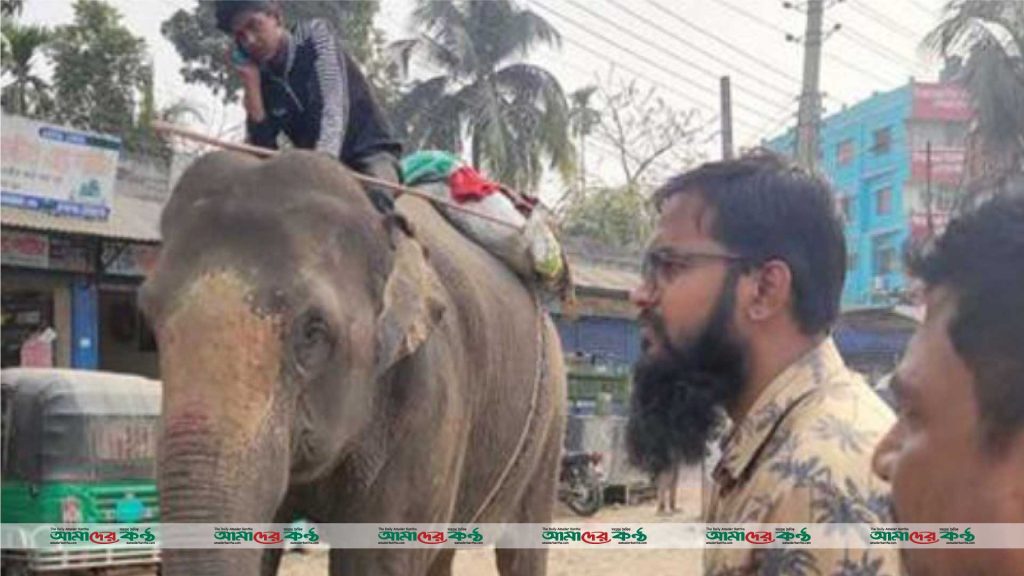 বরিশালে হাতির লাইসেন্স মেয়াদোত্তীর্ণ হওয়ায় জরিমানা