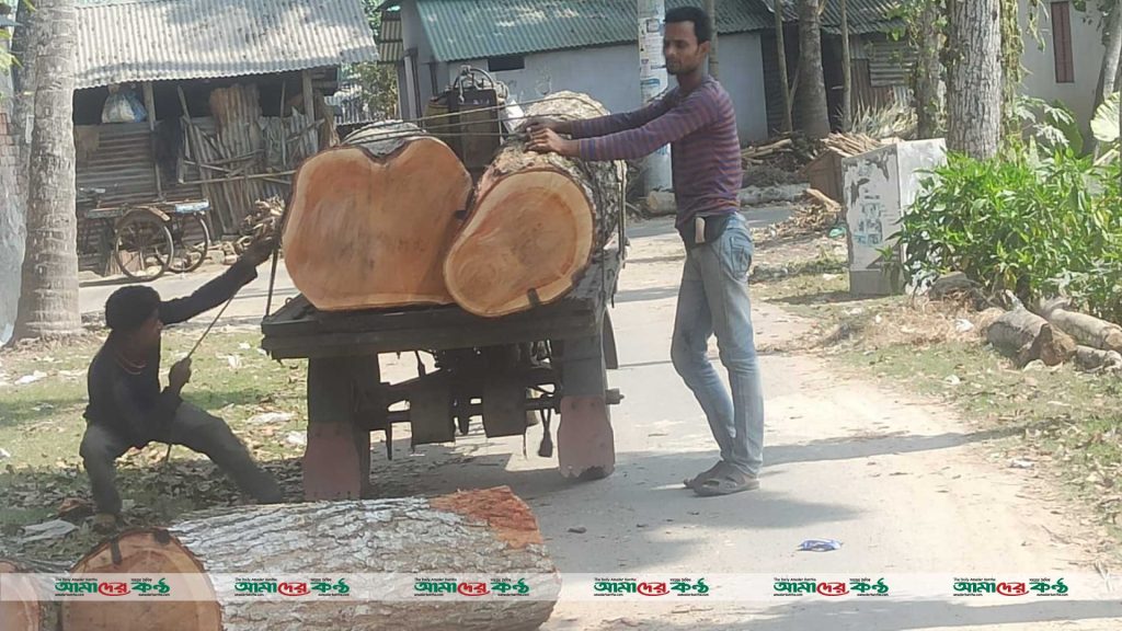 সাতক্ষীরায় মাদ্রাসার অধ্যক্ষ কর্তৃক অবৈধভাবে রাস্তার গাছ কর্তন 